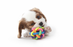 MultiPet Nobbly Wobbly 4inch Dog Toy