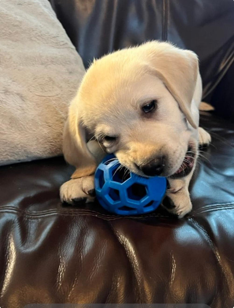 Amesbrook Labrador Retrievers