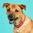 ZippyPaws Vivid Collection Magenta Dog Collar