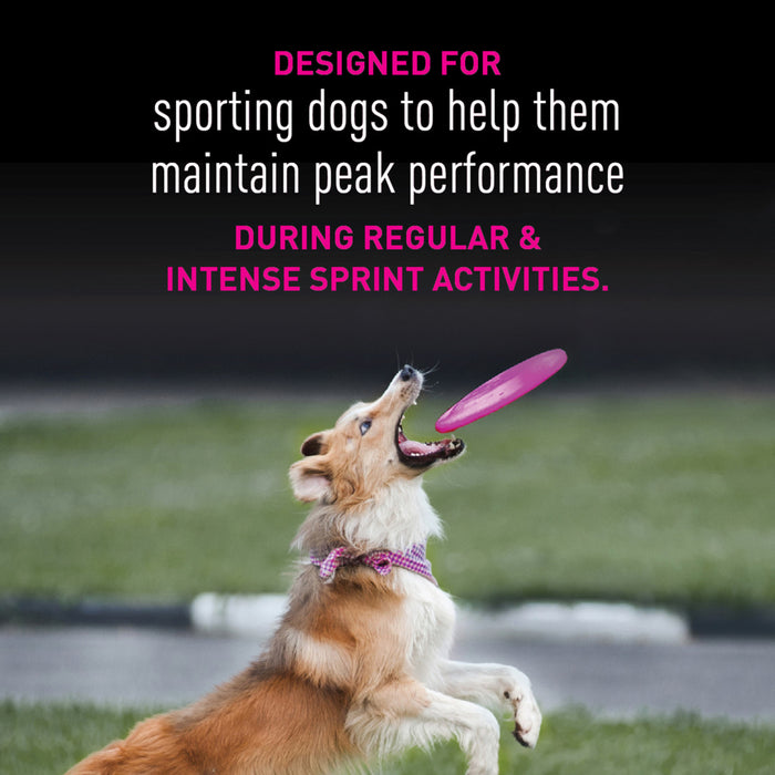 Premium Performance 21/13 Sprint Dry Dog Food