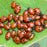 Ladybugs (4,500/Half Pint)